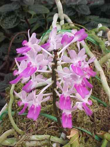 Aerides mitrata 